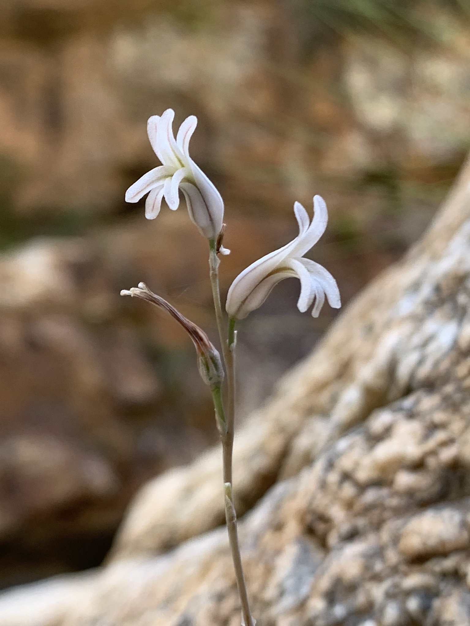Imagem de Haworthia marumiana não possui um nome popular amplamente reconhecido no Brasil