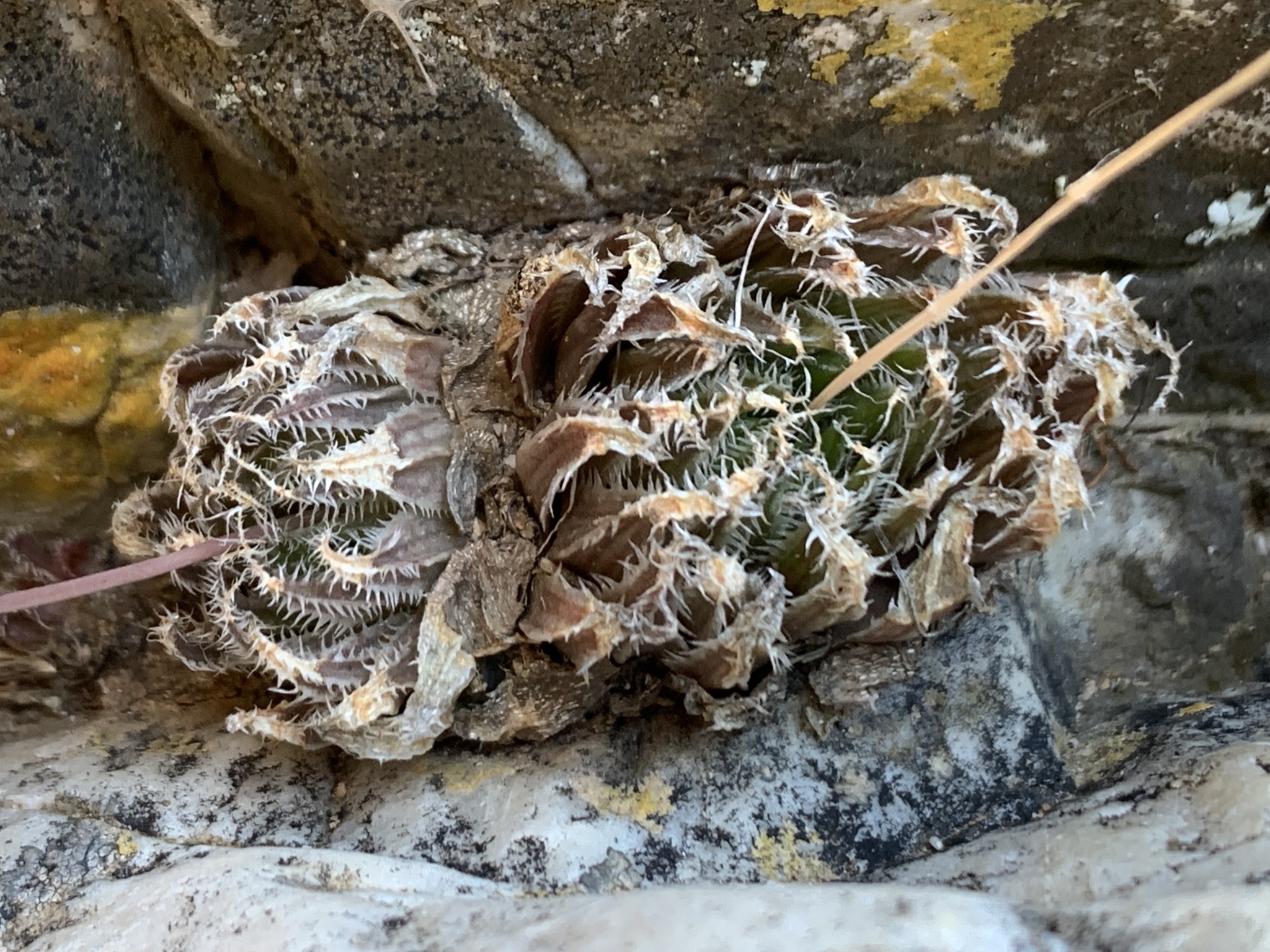 Imagem de Haworthia marumiana não possui um nome popular amplamente reconhecido no Brasil