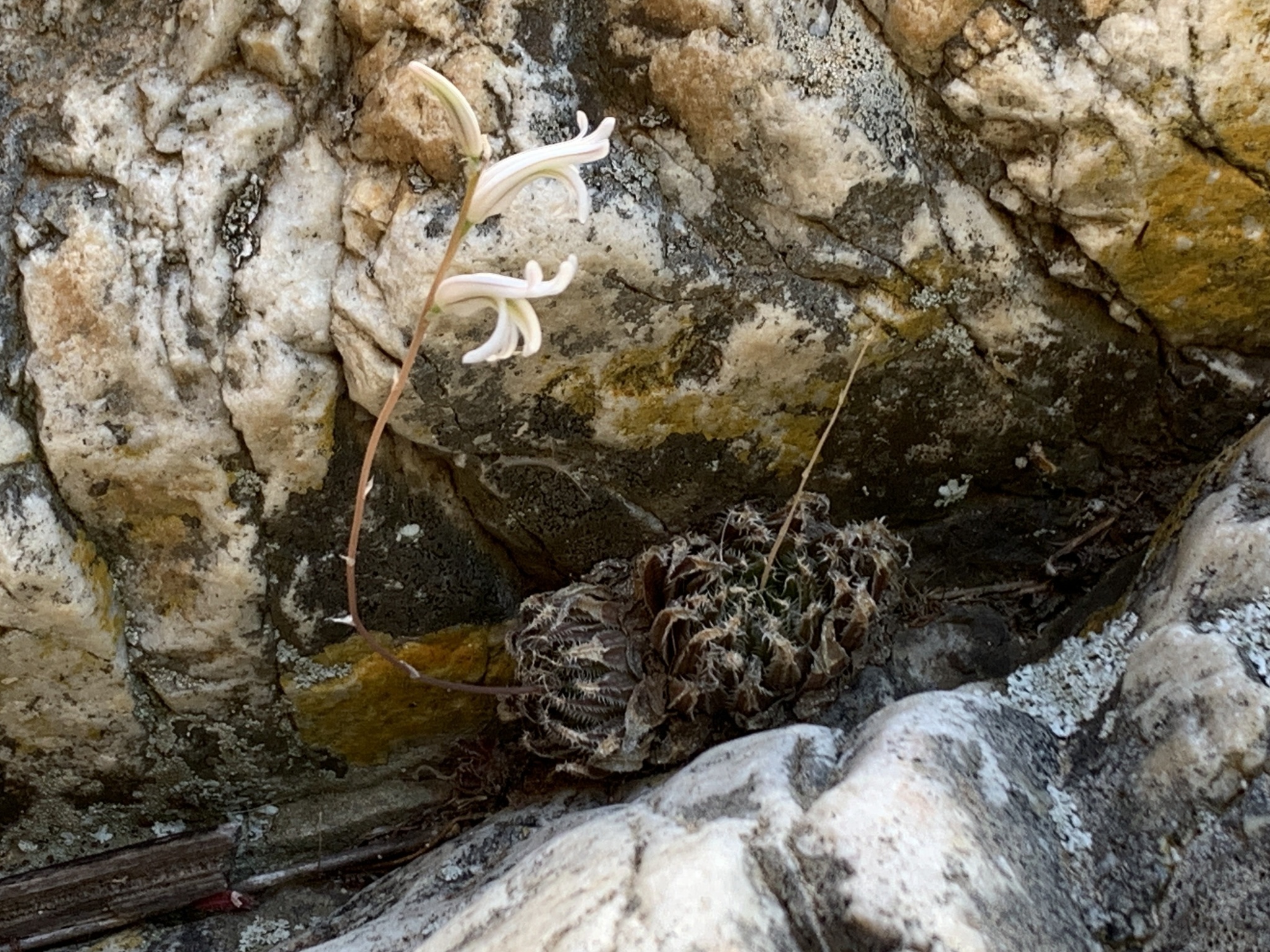 Imagem de Haworthia marumiana não possui um nome popular amplamente reconhecido no Brasil