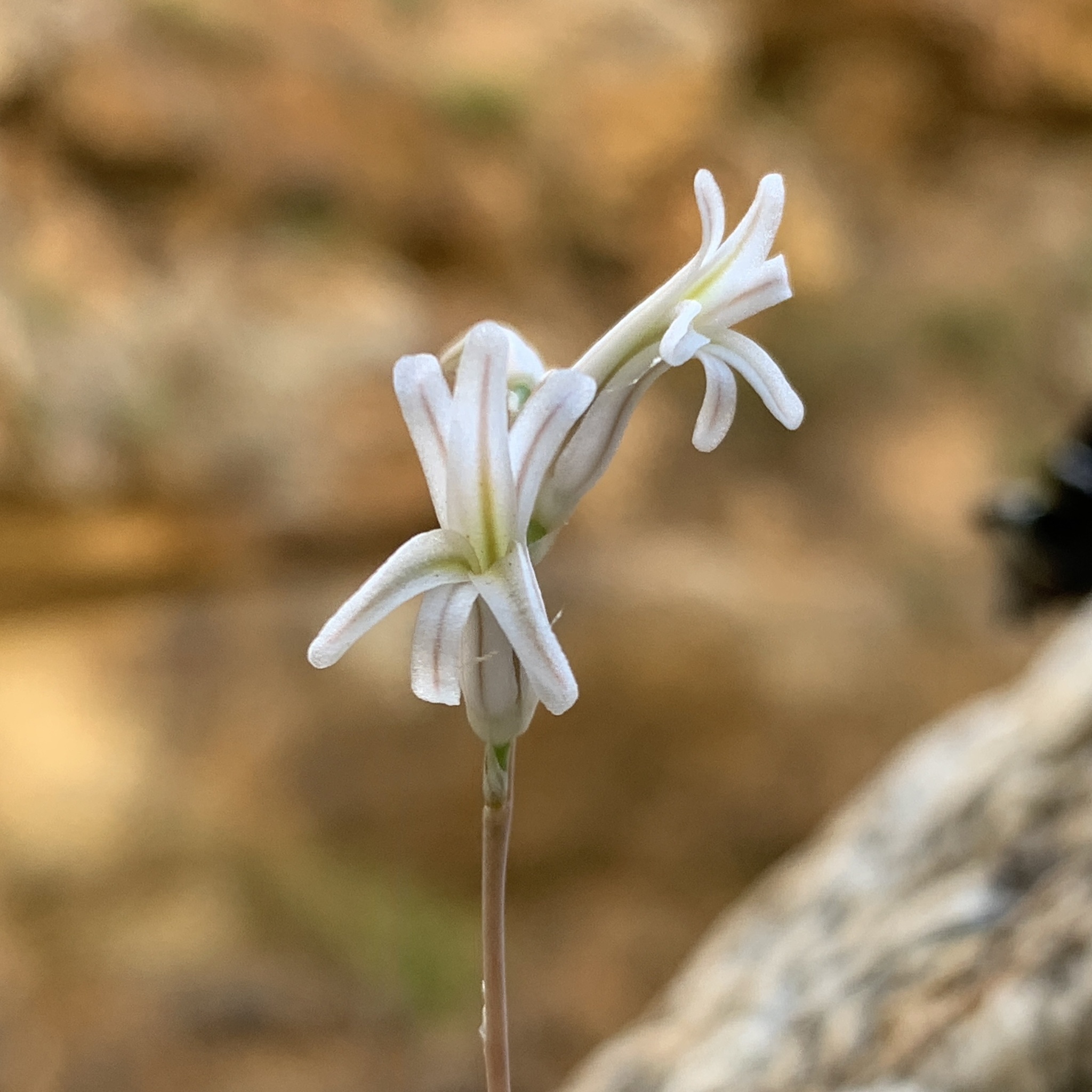 Imagem de Haworthia marumiana não possui um nome popular amplamente reconhecido no Brasil