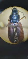 Anisodactylus sanctaecrucis