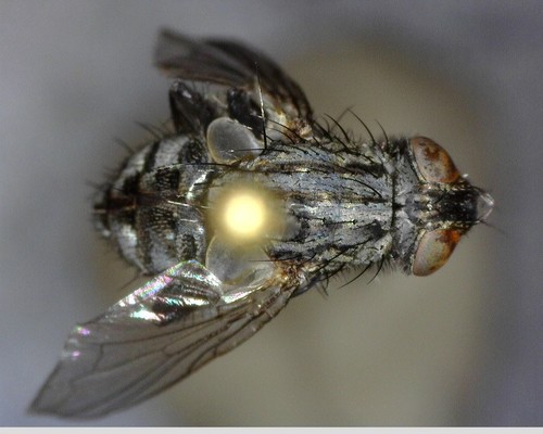 iNaturalist observation photo of Bot Flies, Blow Flies, and Allies
