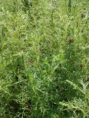 Ambrosia tenuifolia
