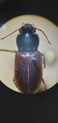 Anisodactylus sanctaecrucis