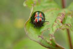 Chrysolina cerealis