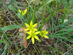 Gagea soleirolii