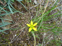 Gagea soleirolii