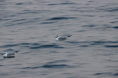 Chroicocephalus ridibundus