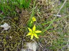 Gagea soleirolii