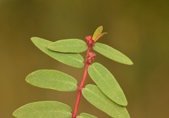 Euphorbia gariepina subsp. balsamea image