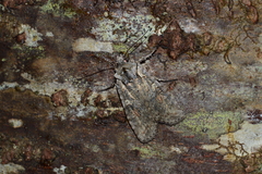 Lithophane antennata