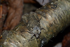 Lithophane antennata