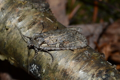 Lithophane antennata