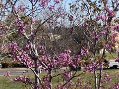 Cercis occidentalis