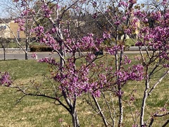 Cercis occidentalis