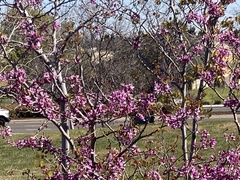 Cercis occidentalis