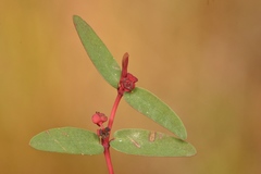 Euphorbia gariepina image