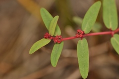 Euphorbia gariepina subsp. balsamea image
