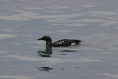 Gavia arctica