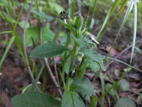 Ceropegia abyssinica