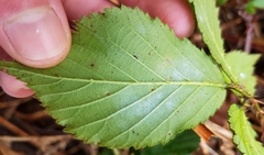 Rubus procerus