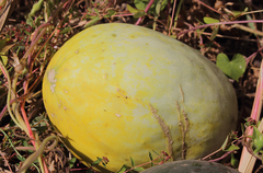 Cucumis melo inodorus