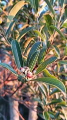 Sapium glandulosum