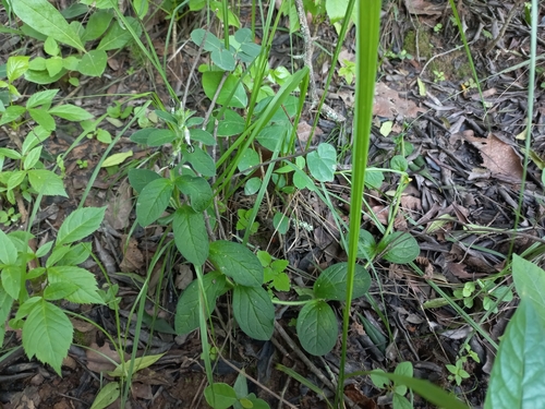 Ceropegia abyssinica image