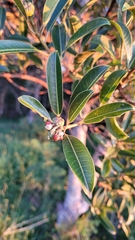Sapium glandulosum