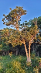 Sapium glandulosum