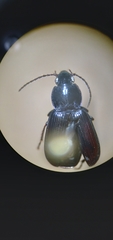 Pterostichus vernalis