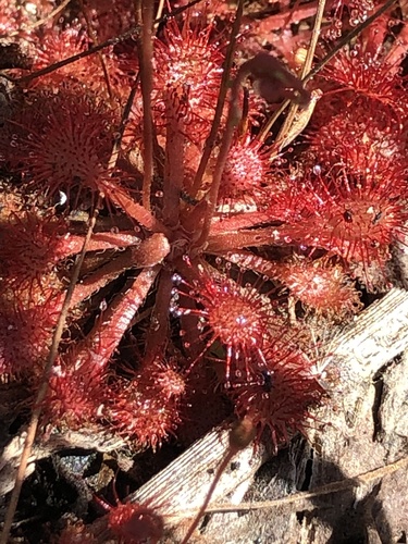 Drosera image
