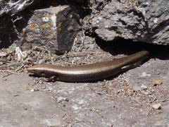 Chalcides coeruleopunctatus