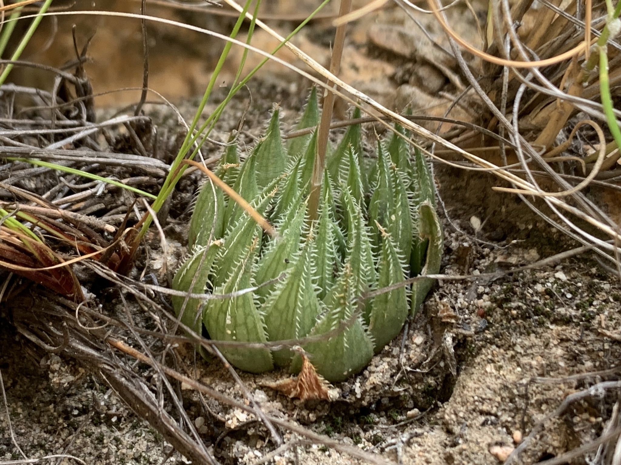 Imagem de Haworthia marumiana não possui um nome popular amplamente reconhecido no Brasil