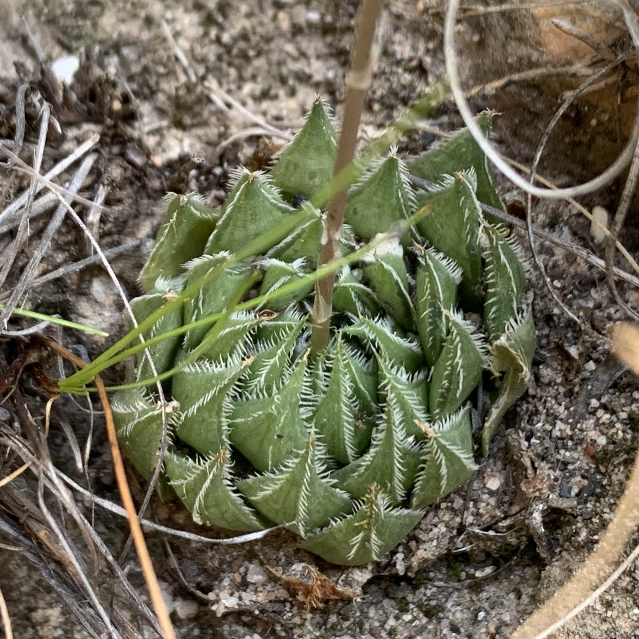 Imagem de Haworthia marumiana não possui um nome popular amplamente reconhecido no Brasil