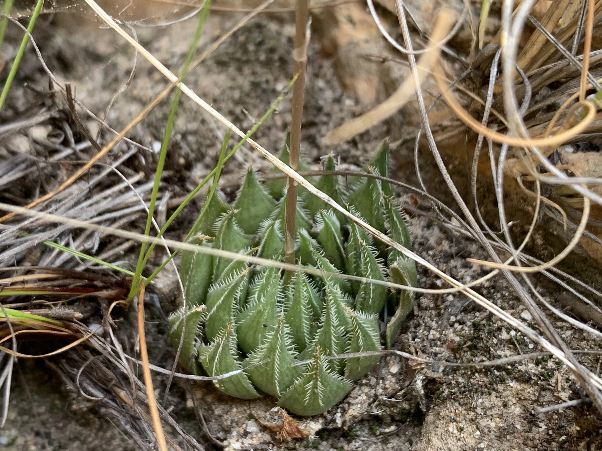Imagem de Haworthia marumiana não possui um nome popular amplamente reconhecido no Brasil