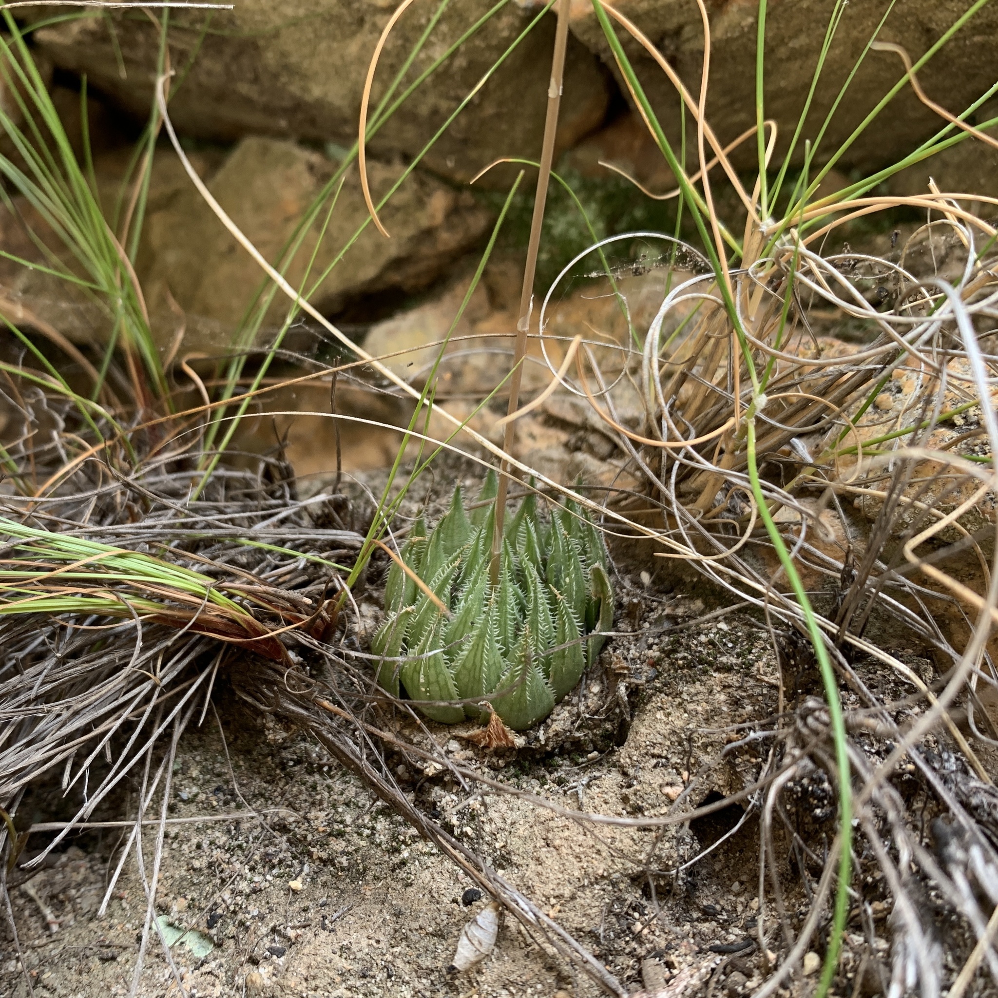 Imagem de Haworthia marumiana não possui um nome popular amplamente reconhecido no Brasil