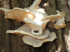 Lentinus scleropus