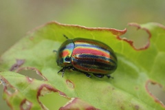 Chrysolina cerealis