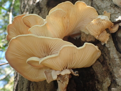 Lentinus scleropus