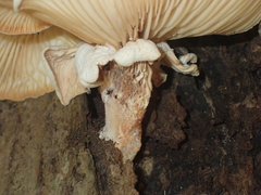 Lentinus scleropus
