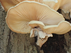 Lentinus scleropus