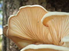 Lentinus scleropus