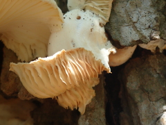 Lentinus scleropus