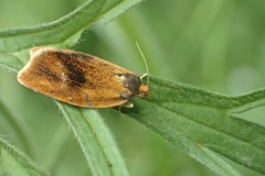 Ptycholoma lecheana