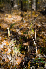 Elymus virginicus virginicus