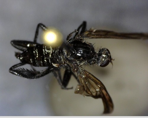 iNaturalist observation photo of Bee-mimic Robber Flies