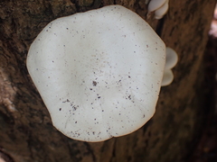 Lentinus scleropus