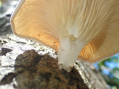 Lentinus scleropus