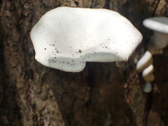 Lentinus scleropus